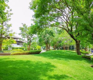 Fresh green carpet grass smooth lawn in garden with row of bush and trees on the background in good care maintenance of a house's landscapes under blue sky
